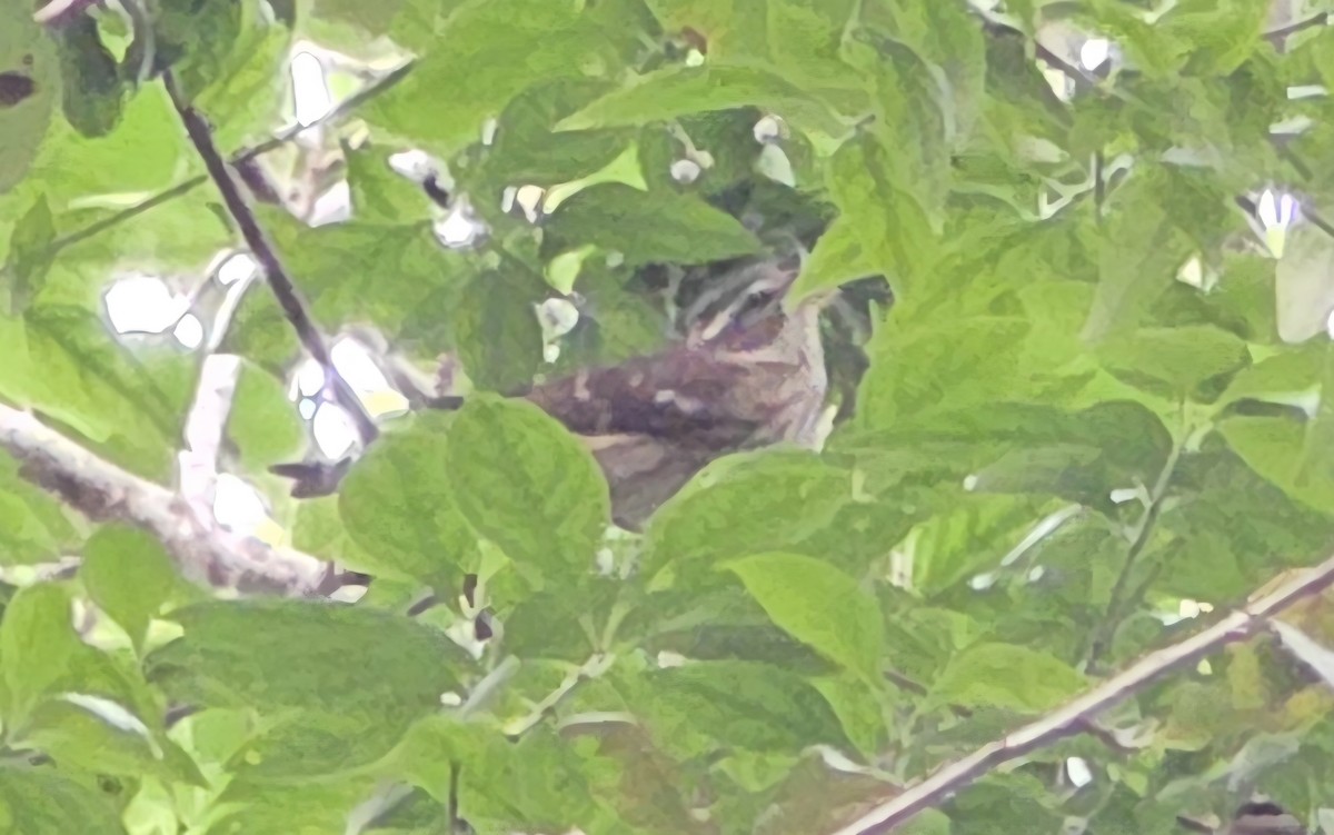 Rose-breasted Grosbeak - ML644554666