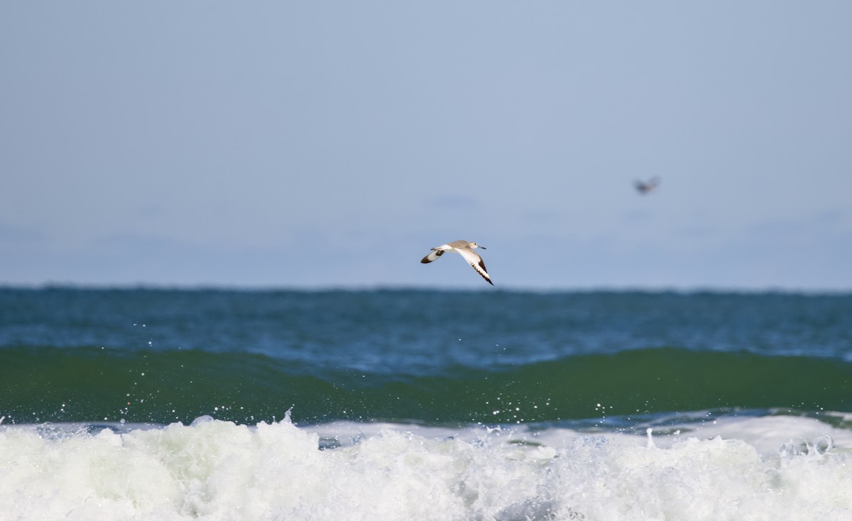 willetsnipe - ML644554668