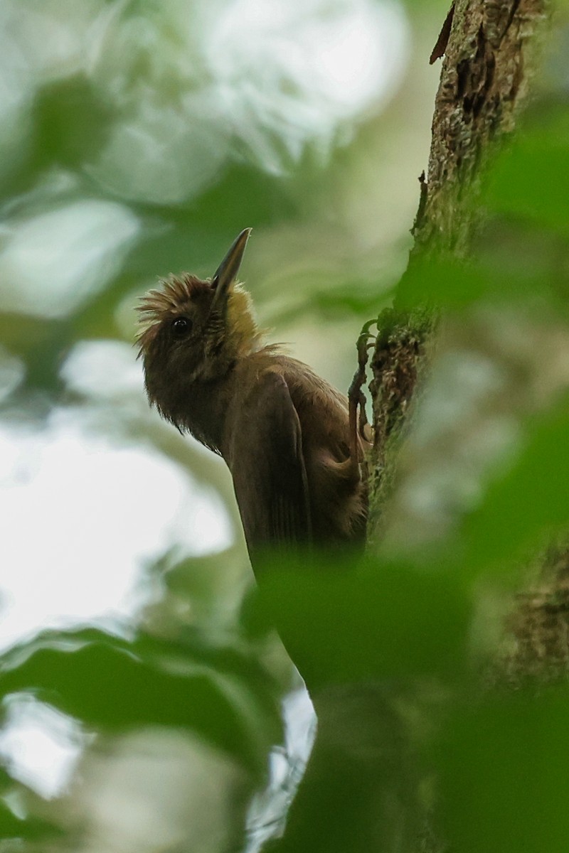 Trepatroncos Turdino (turdina) - ML644554707