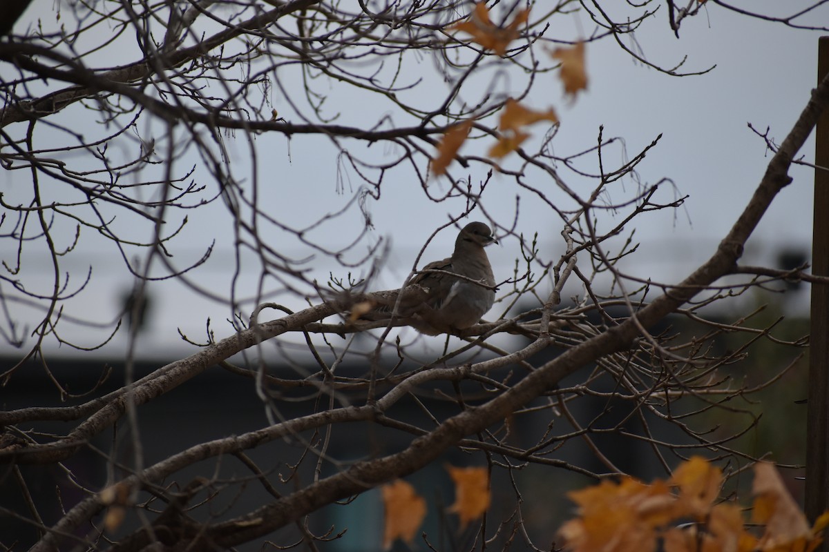 White-winged Dove - ML644554708