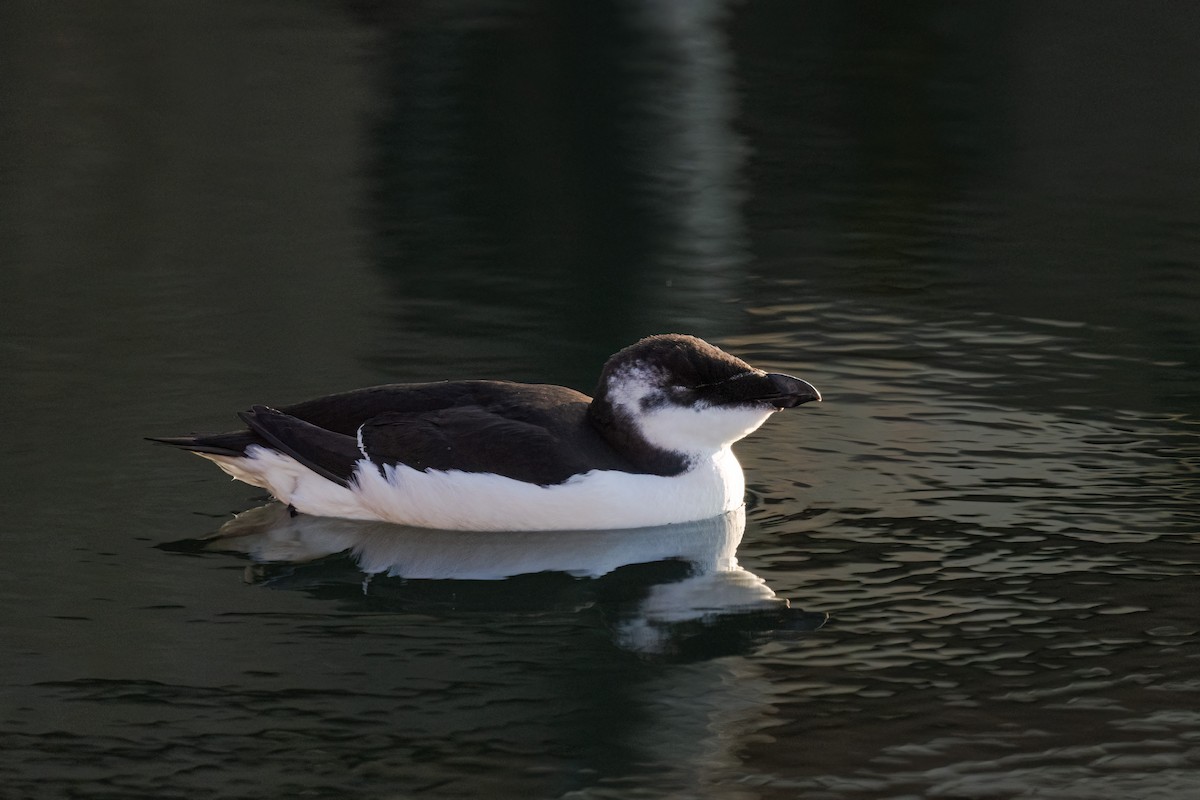 Razorbill - ML644554713