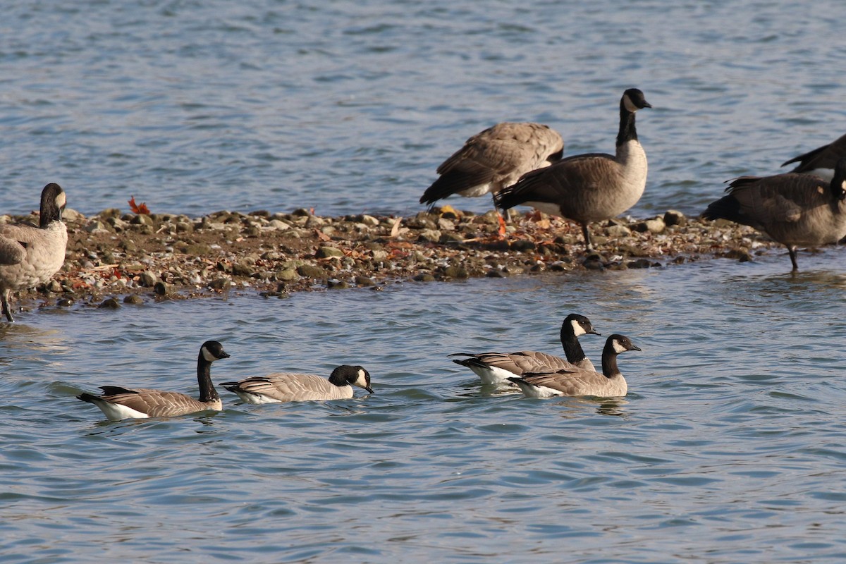 Cackling Goose - ML644554714