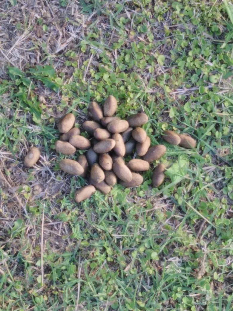 Capybara - ML644554715