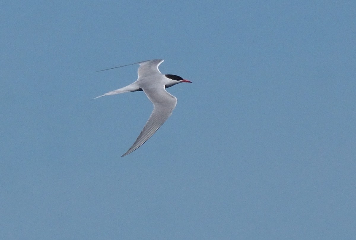South American Tern - ML644554717
