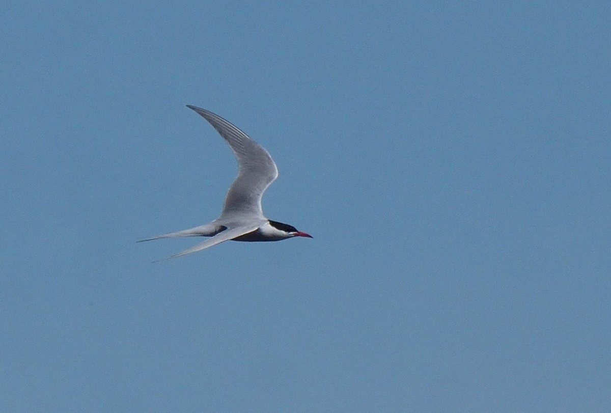 South American Tern - ML644554718