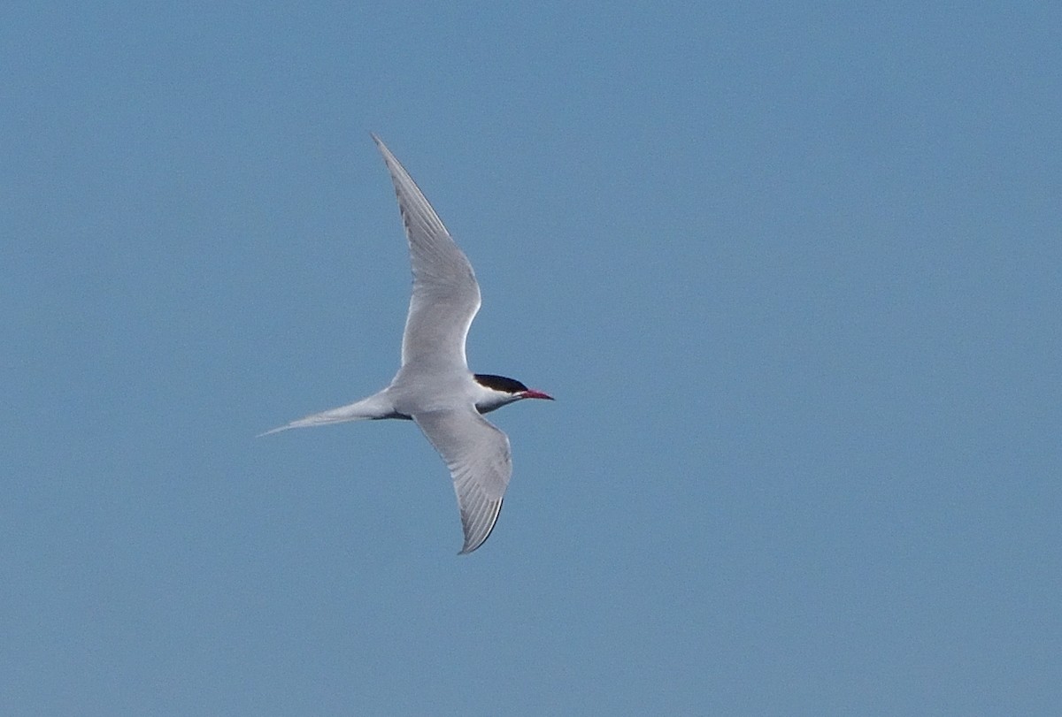 South American Tern - ML644554720