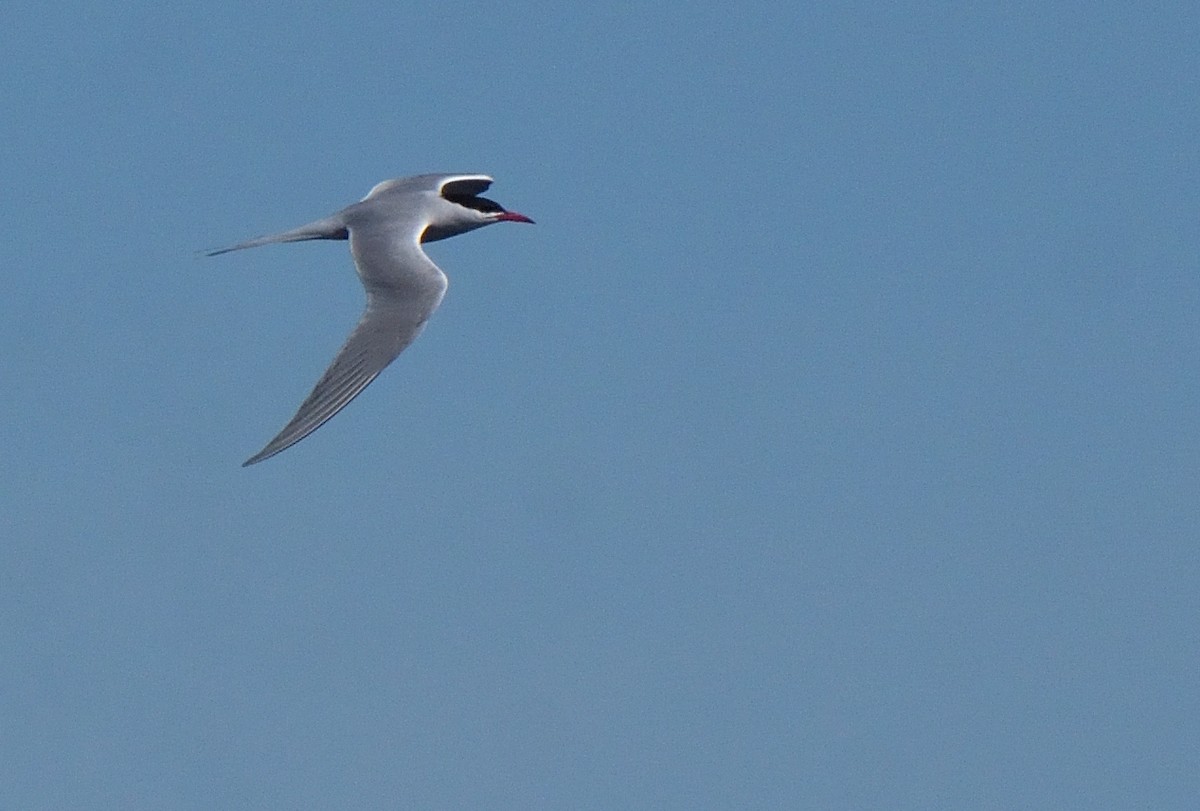 South American Tern - ML644554721