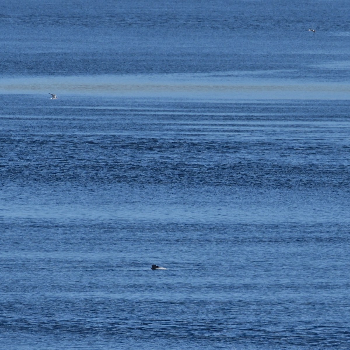 South American Tern - ML644554723