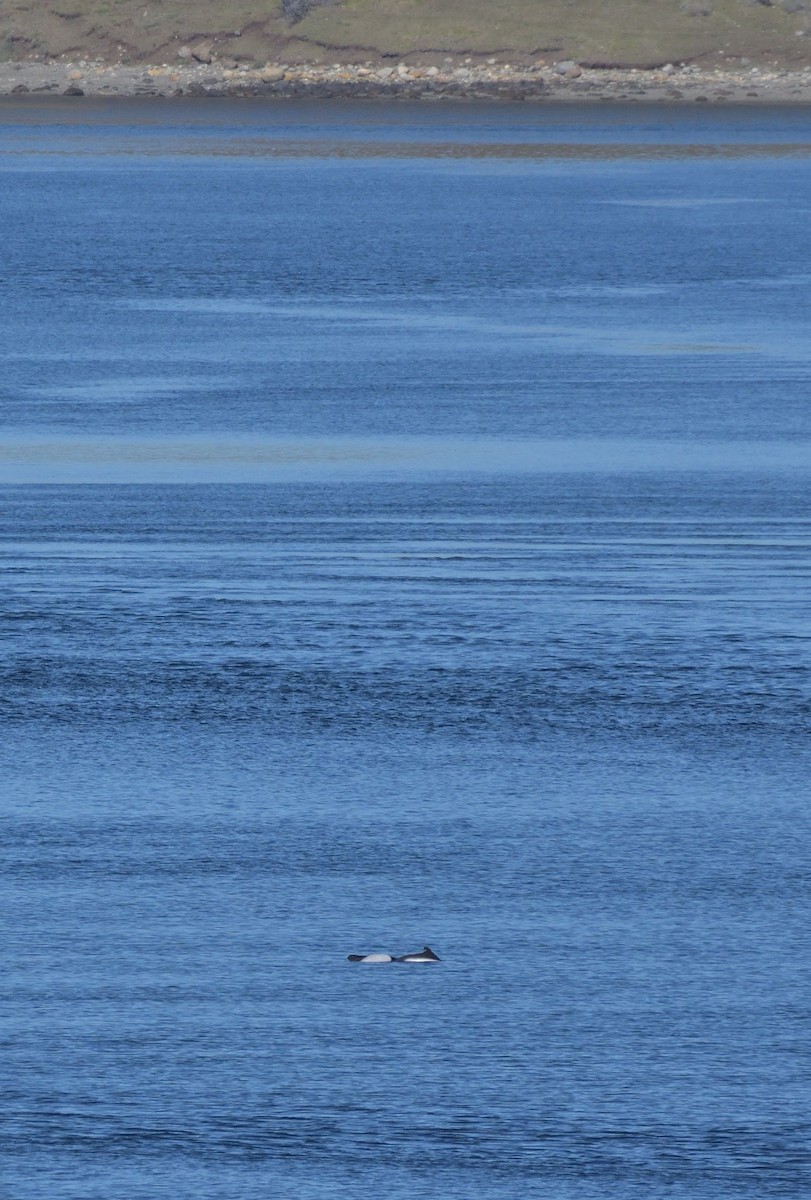 South American Tern - ML644554724