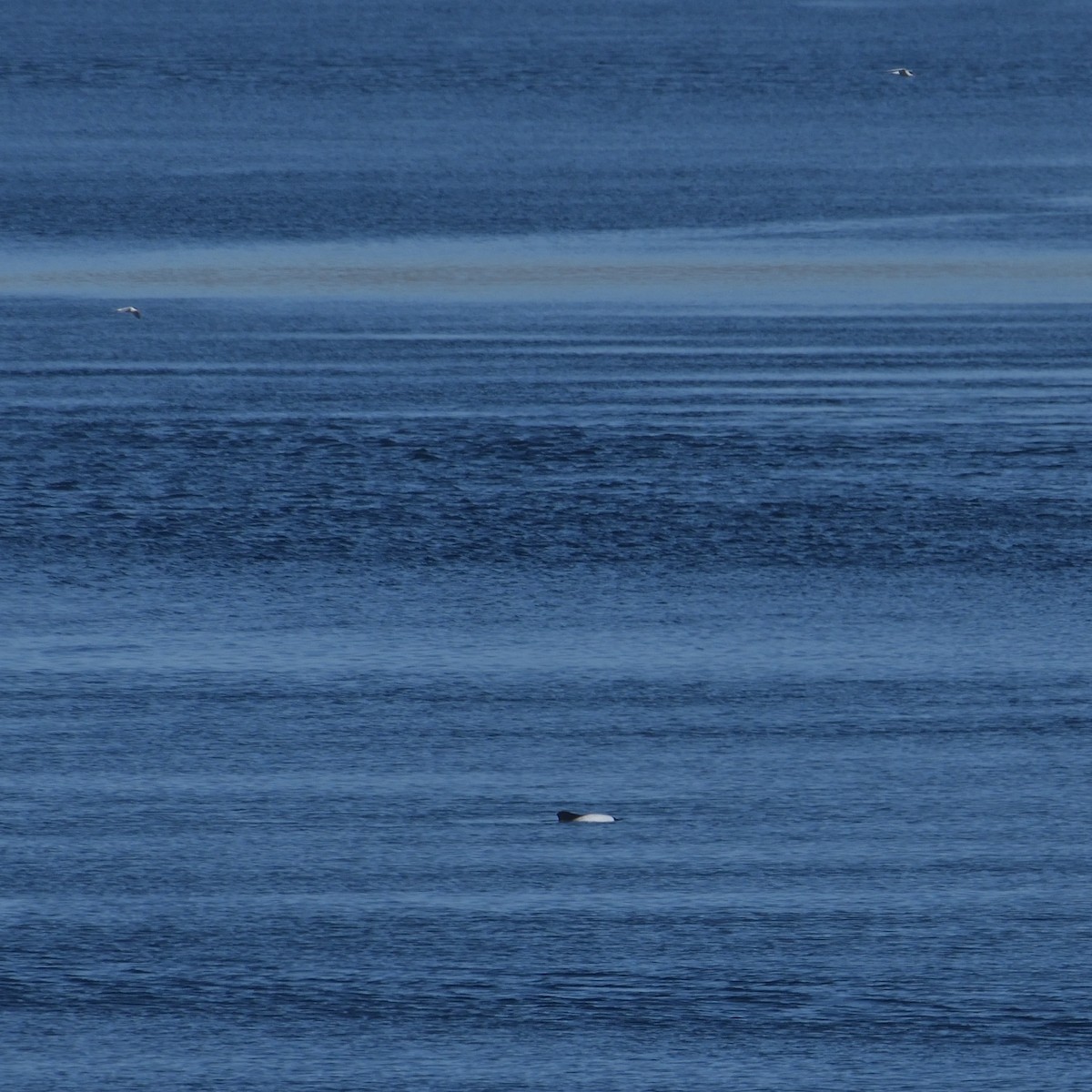 South American Tern - ML644554725