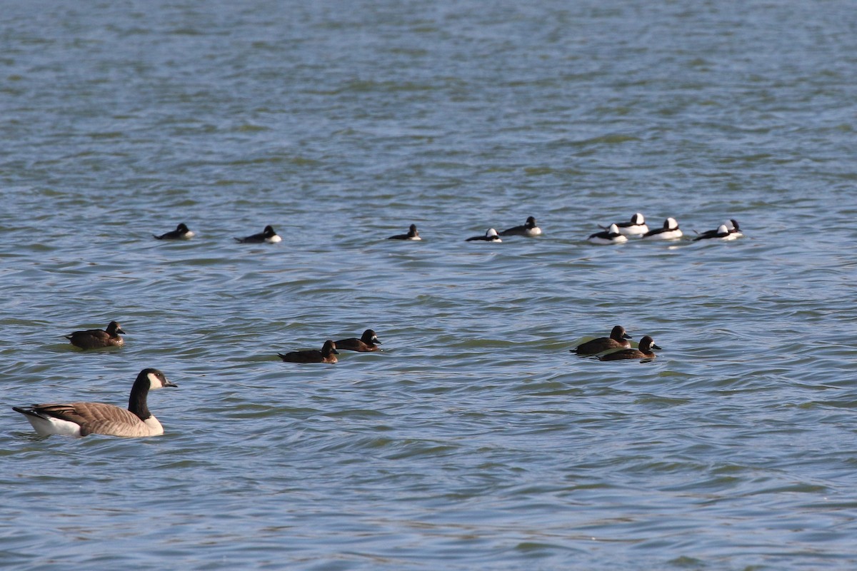 Bufflehead - ML644554735