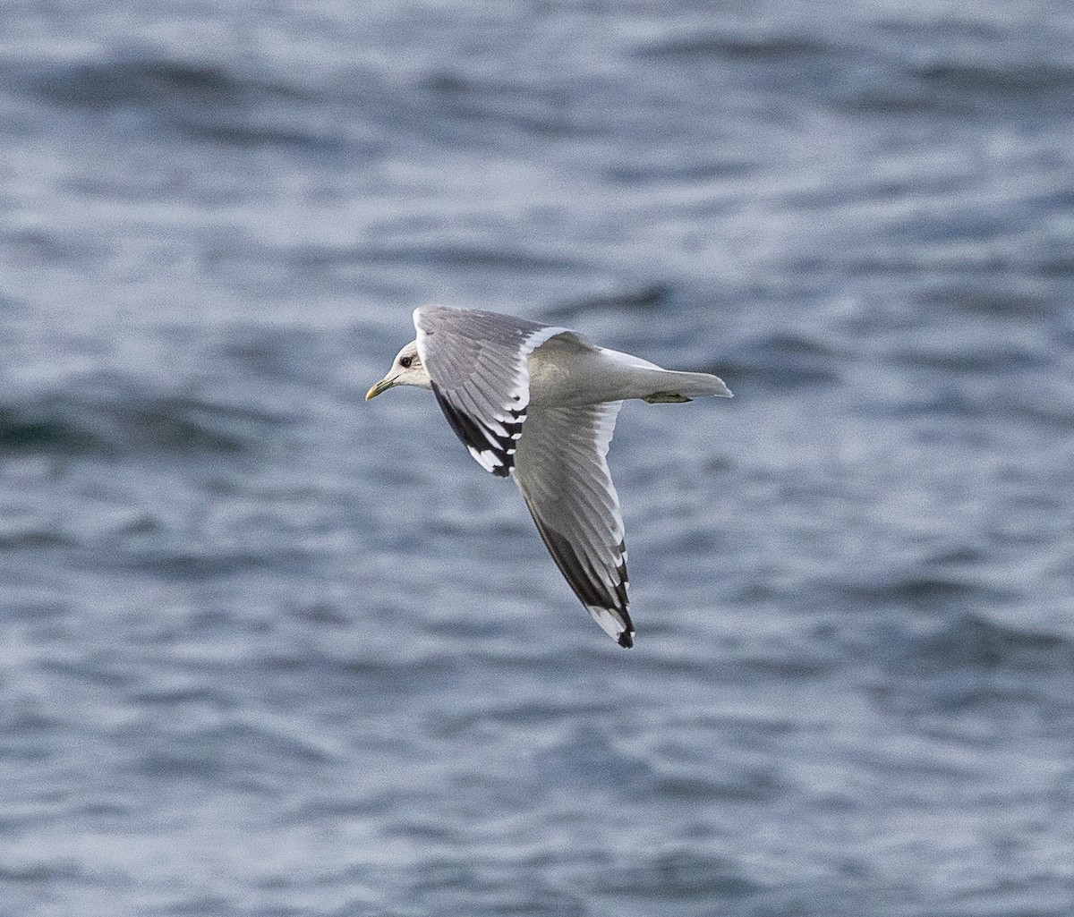 Gaviota de Alaska - ML644554737