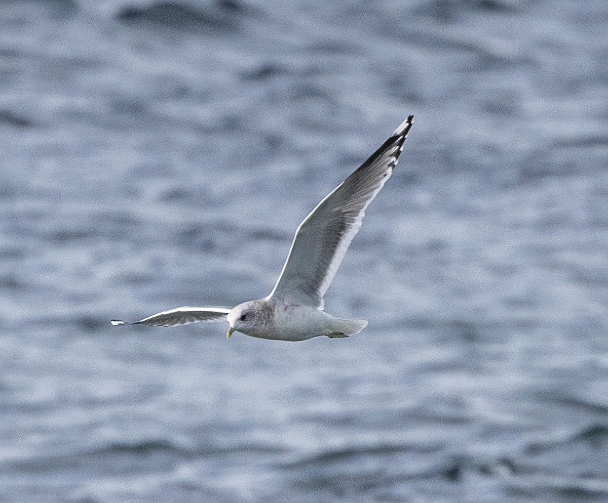 Gaviota de Alaska - ML644554738
