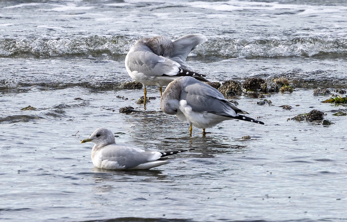 Gaviota de Alaska - ML644554739
