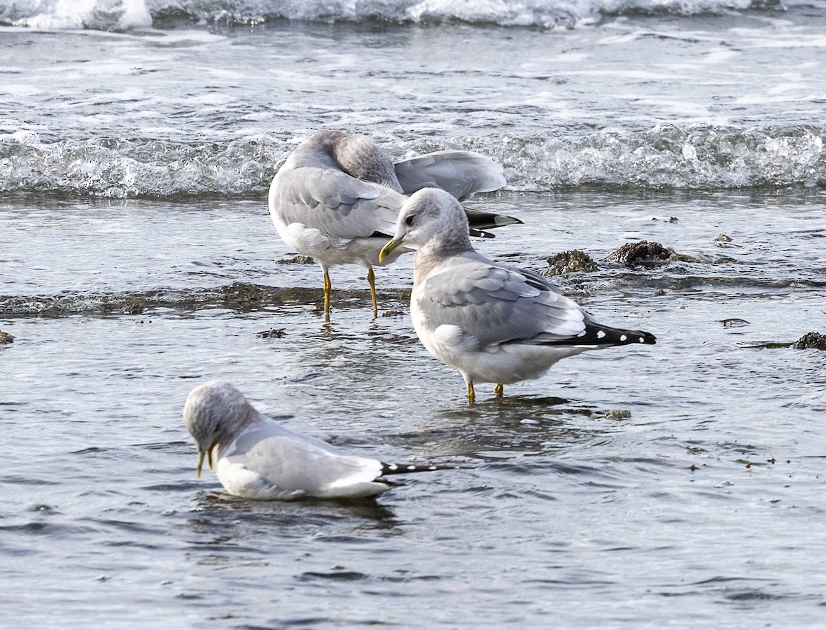 Gaviota de Alaska - ML644554740