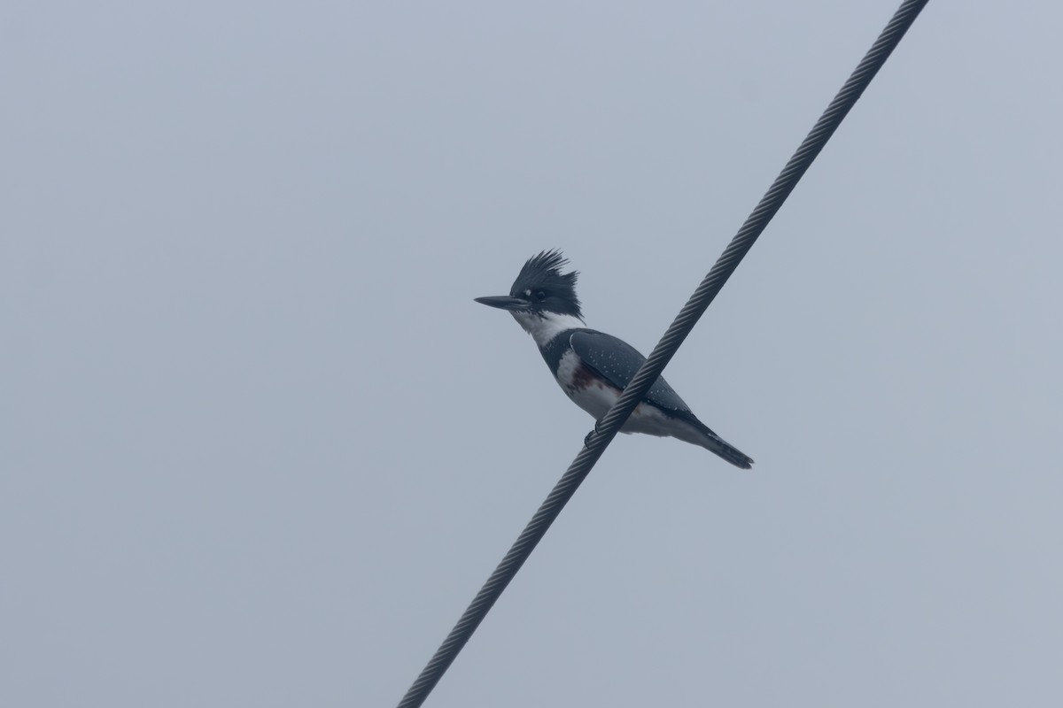 アメリカヤマセミ - ML644554741