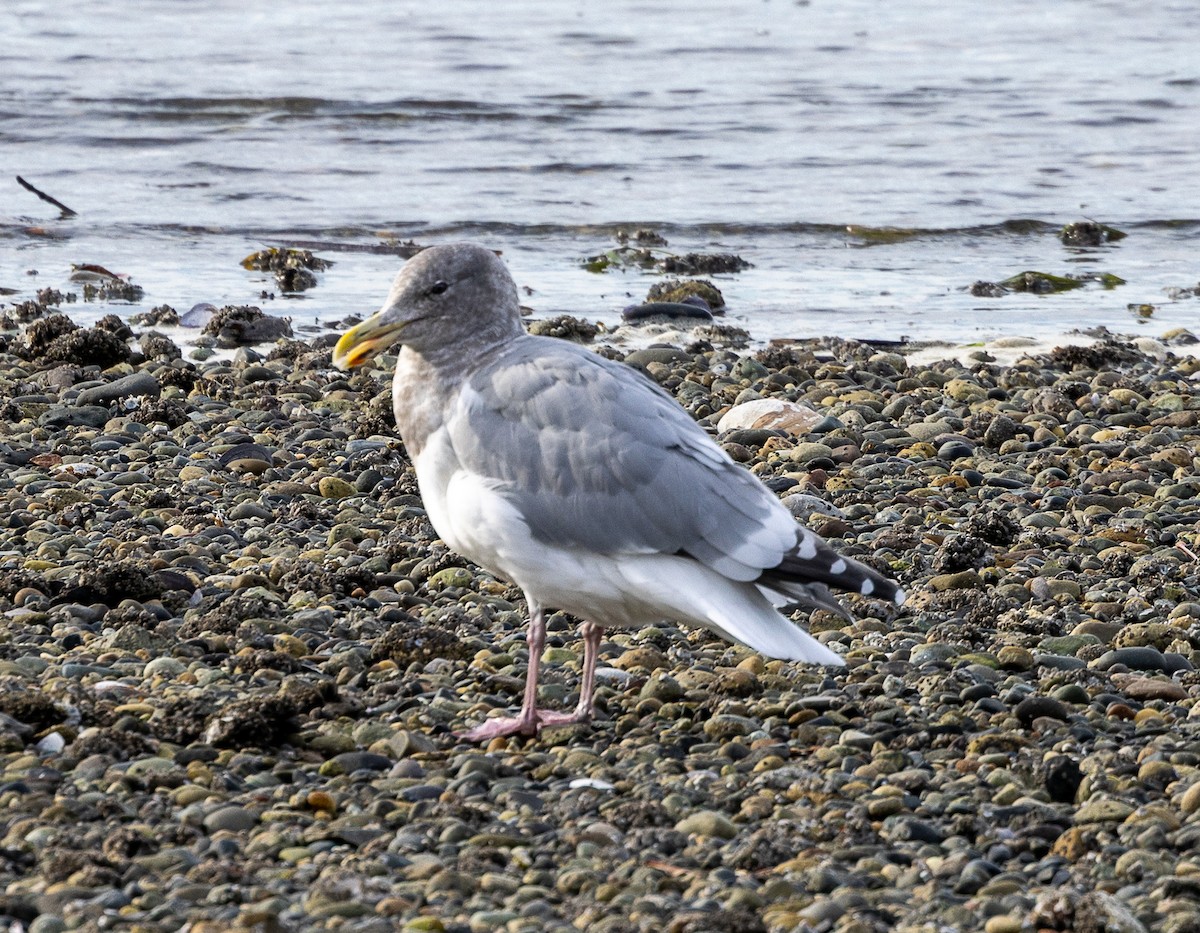 Gaviota Occidental x de Bering (híbrido) - ML644554749