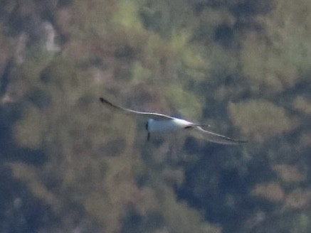 Charrán de Forster - ML644554750