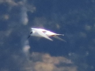 Charrán de Forster - ML644554751