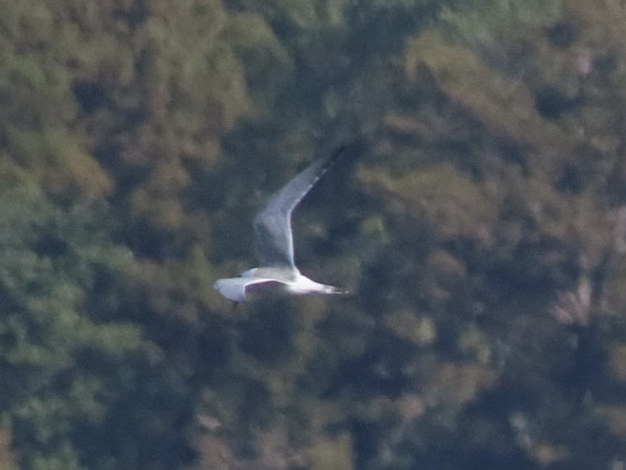 Charrán de Forster - ML644554753