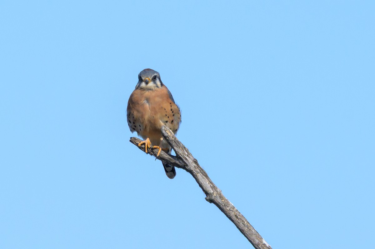 American Kestrel - ML644554757