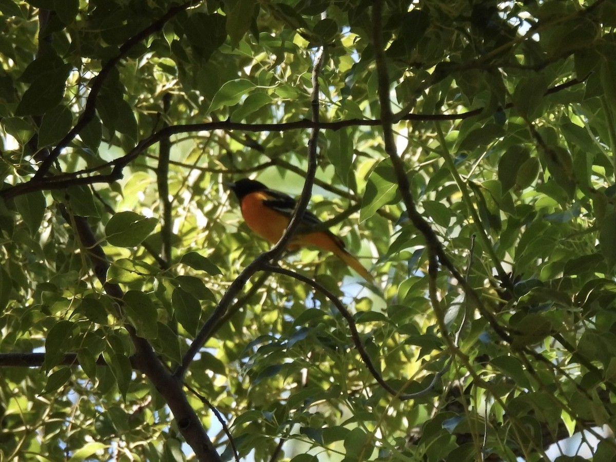 Oriole de Baltimore - ML644554763