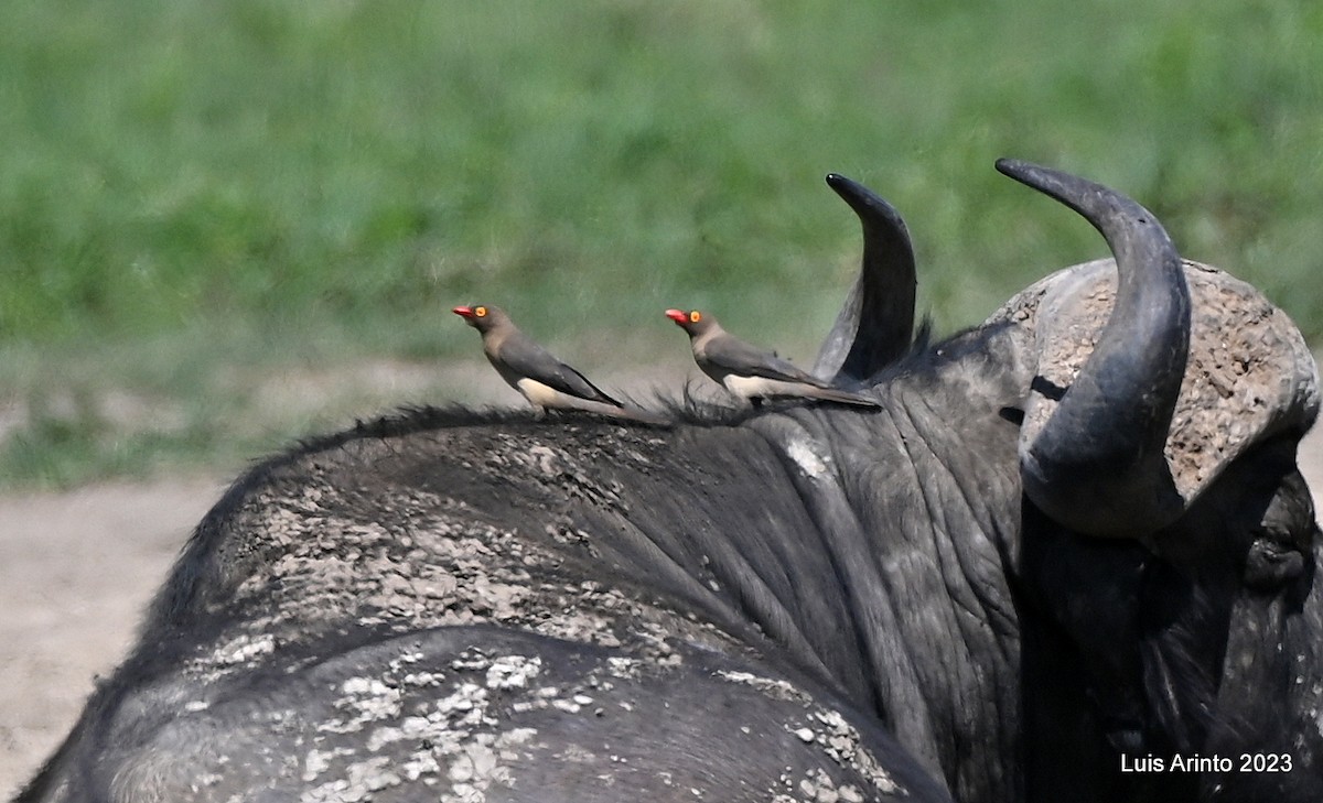 Red-billed Oxpecker - ML644554764