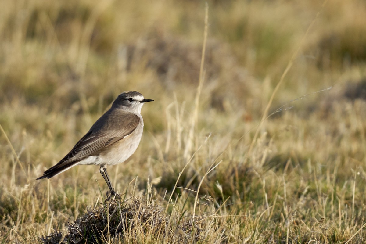 Dormilon à nuque jaune - ML644554767