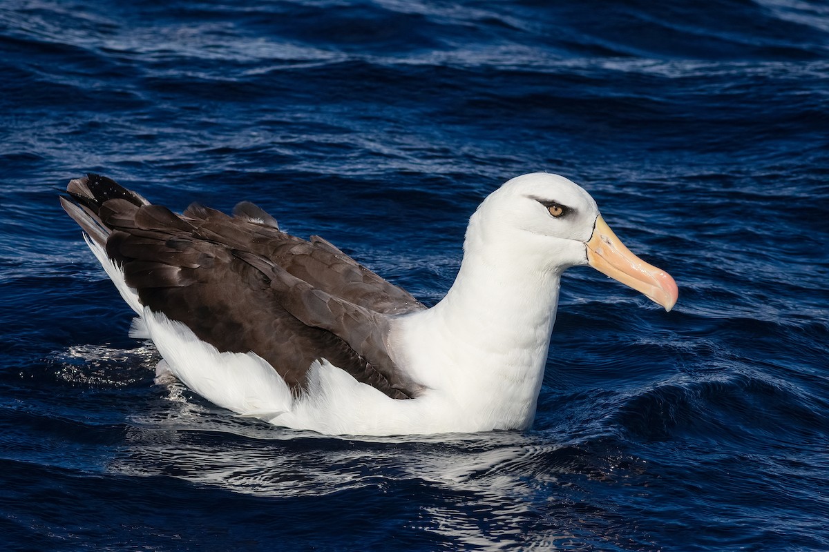 svartbrynalbatross (impavida) - ML644554769
