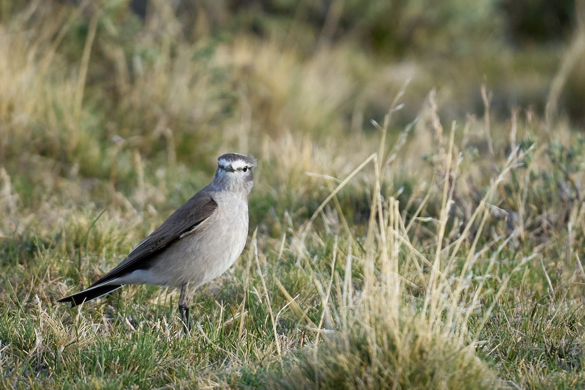 Dormilon à nuque jaune - ML644554770