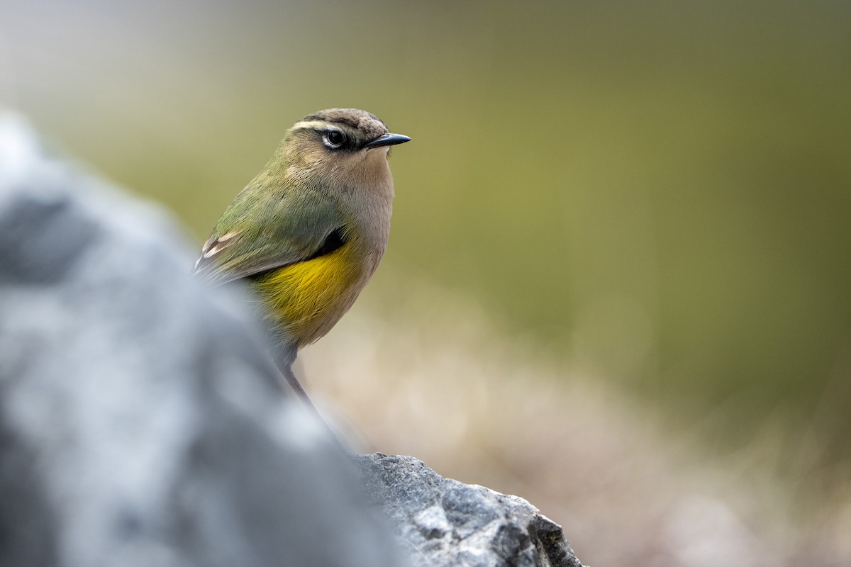 South Island Wren - ML644554771