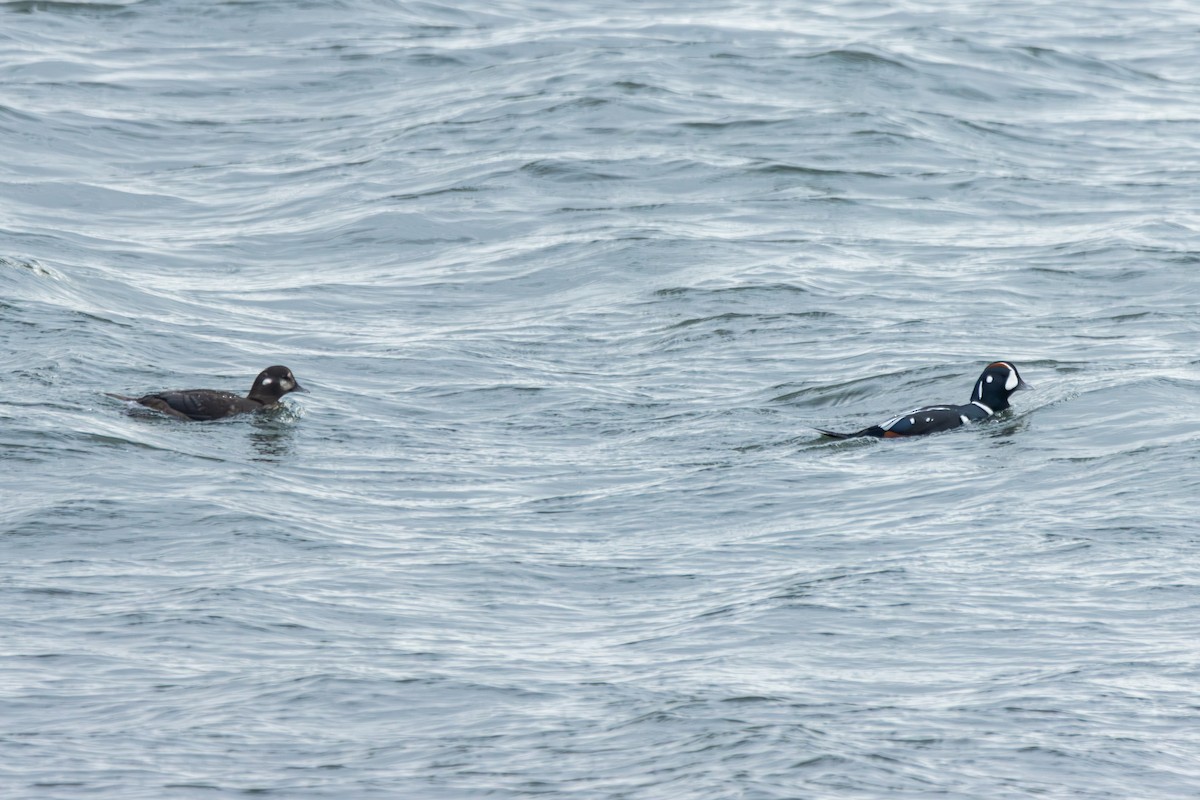 シノリガモ - ML644554776