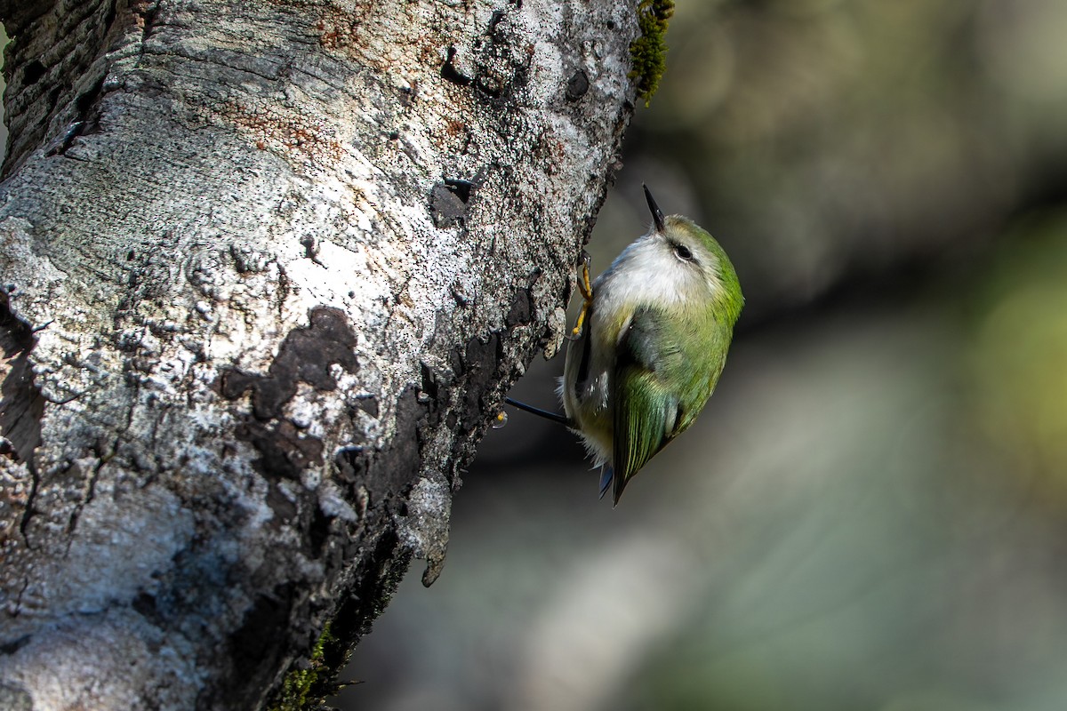 Rifleman - ML644554779