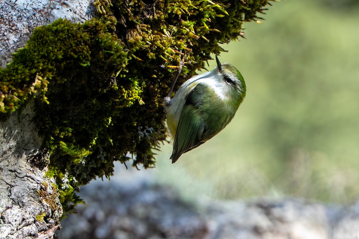 Rifleman - ML644554780