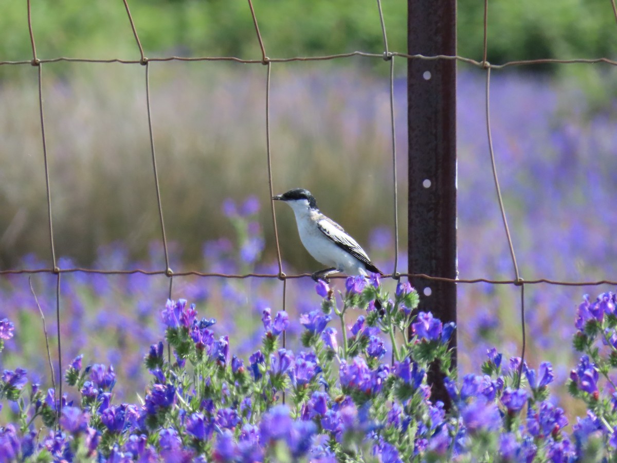 White-winged Triller - ML644554782