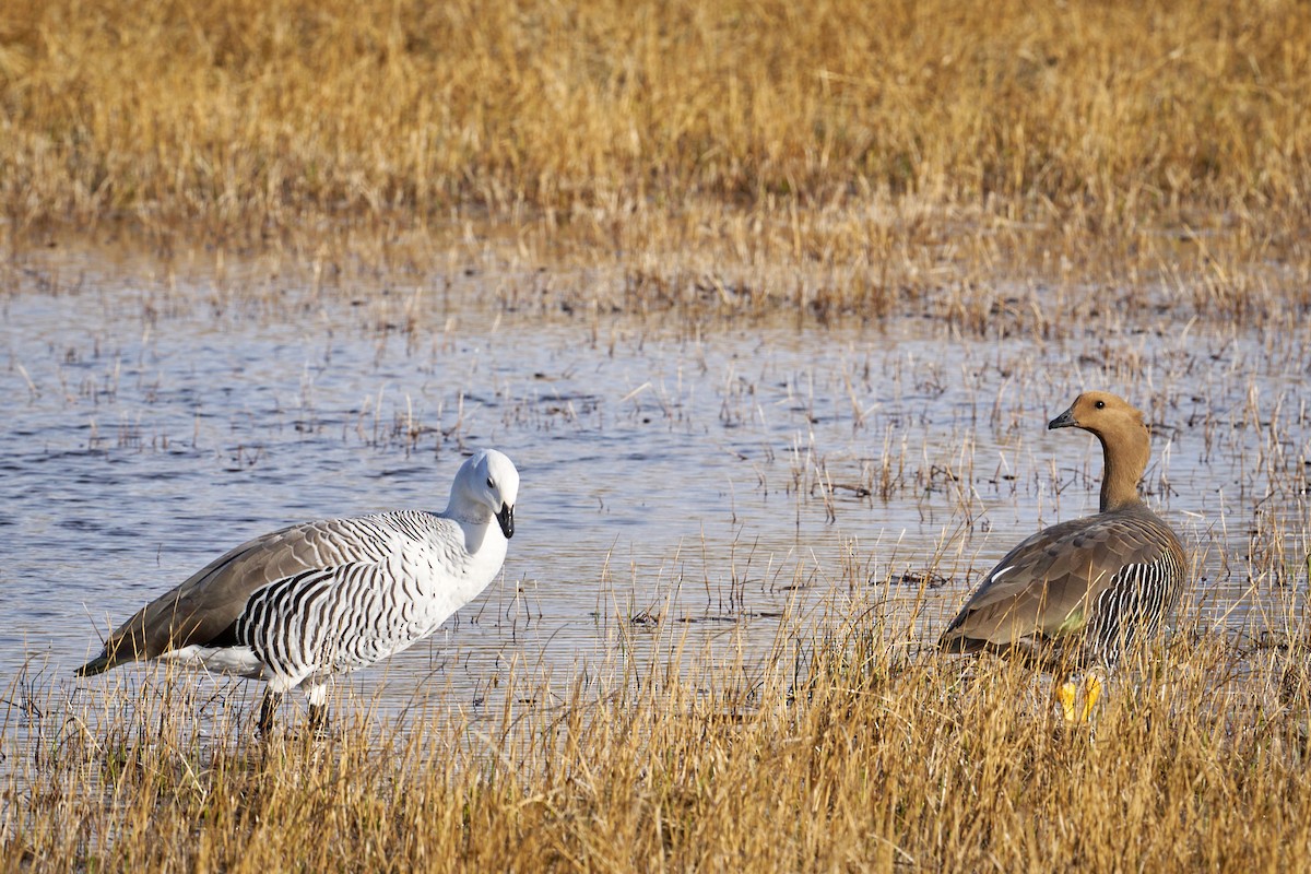 Ouette de Magellan - ML644554783