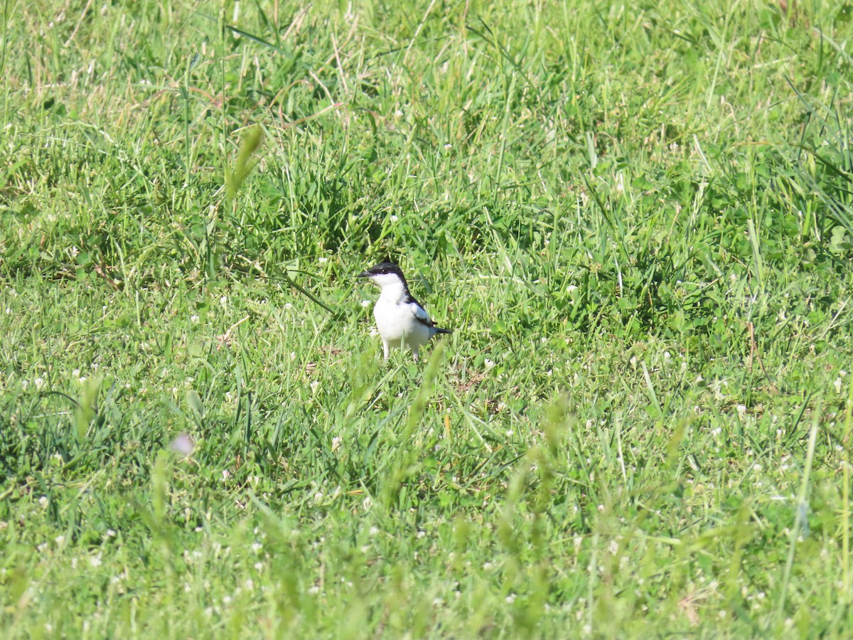 White-winged Triller - ML644554784