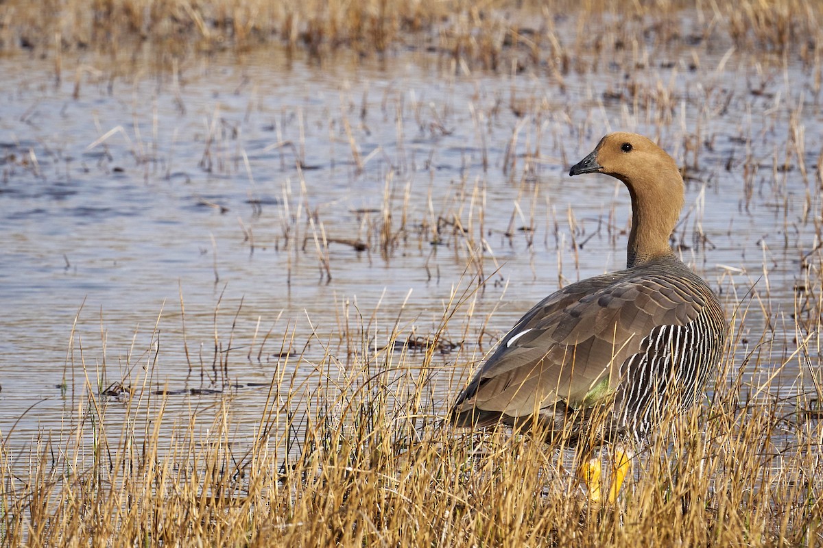 Ouette de Magellan - ML644554785