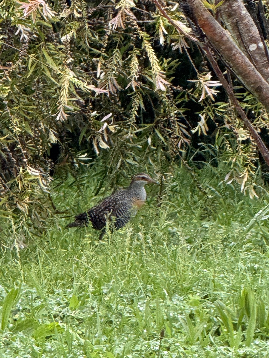 Buff-banded Rail - ML644554786