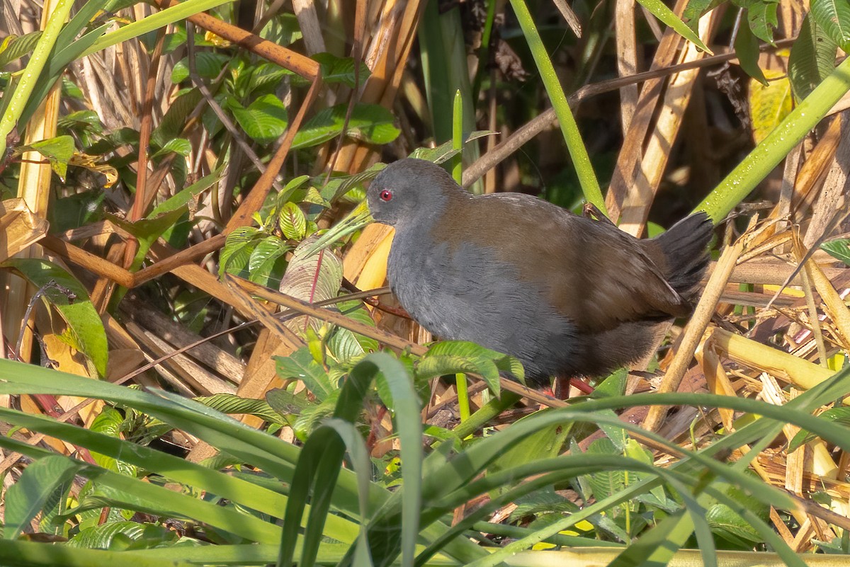 Râle noirâtre - ML644554790