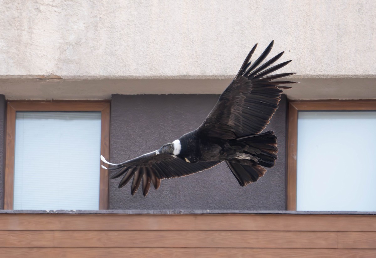 Andean Condor - ML644554811