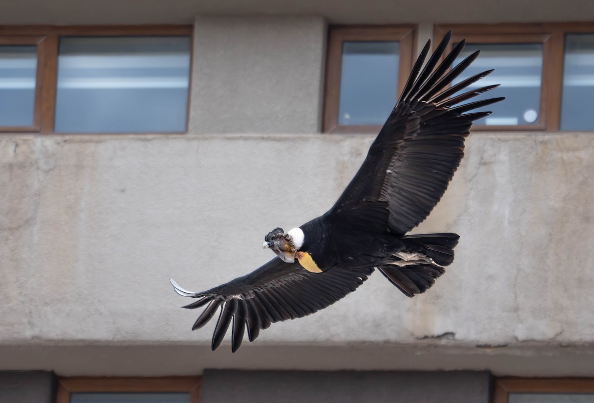 Andean Condor - ML644554812