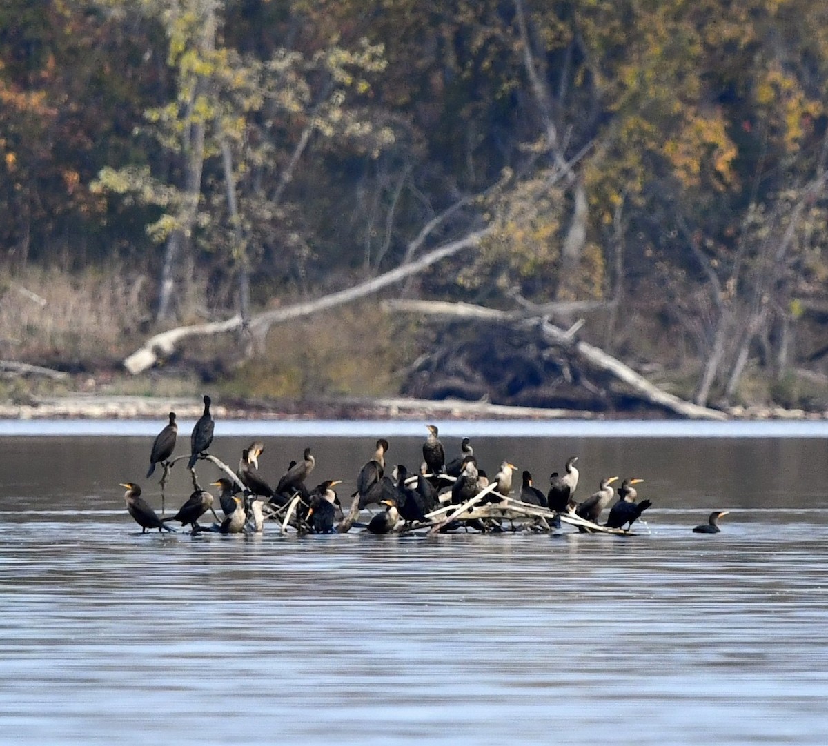 Double-crested Cormorant - ML644554826