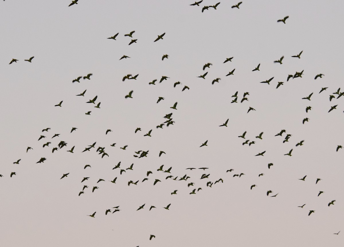 Red-crowned/Lilac-crowned Amazon - ML644554833