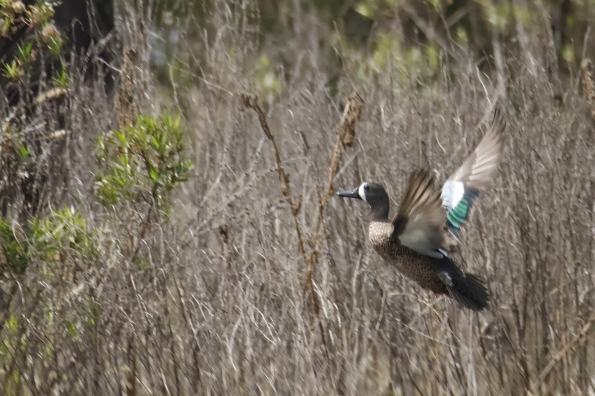 Cerceta Aliazul - ML644554835