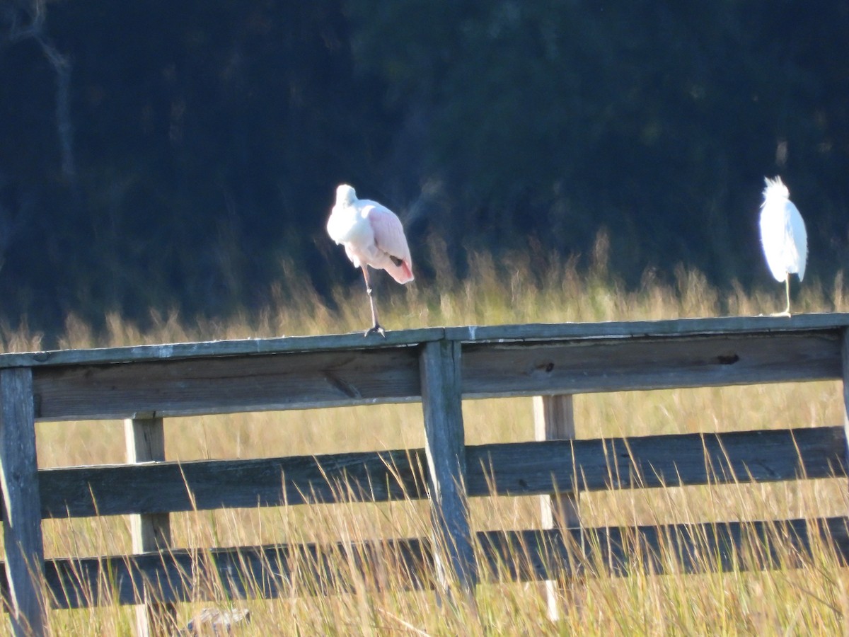 Roseate Spoonbill - ML644554836