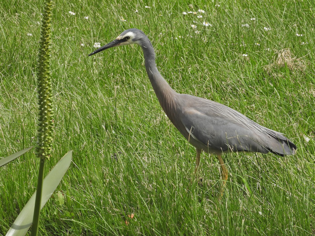 白臉鷺 - ML644554850