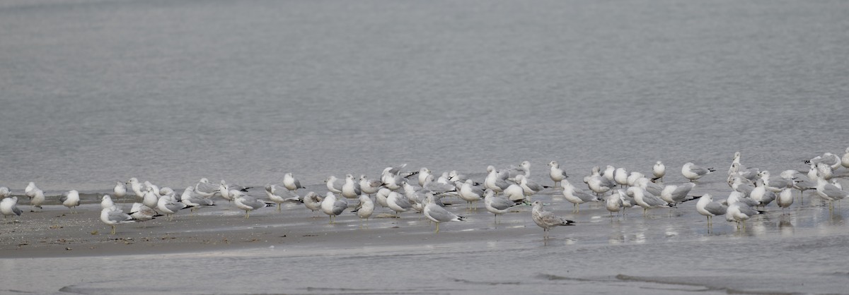 Ring-billed Gull - ML644554852
