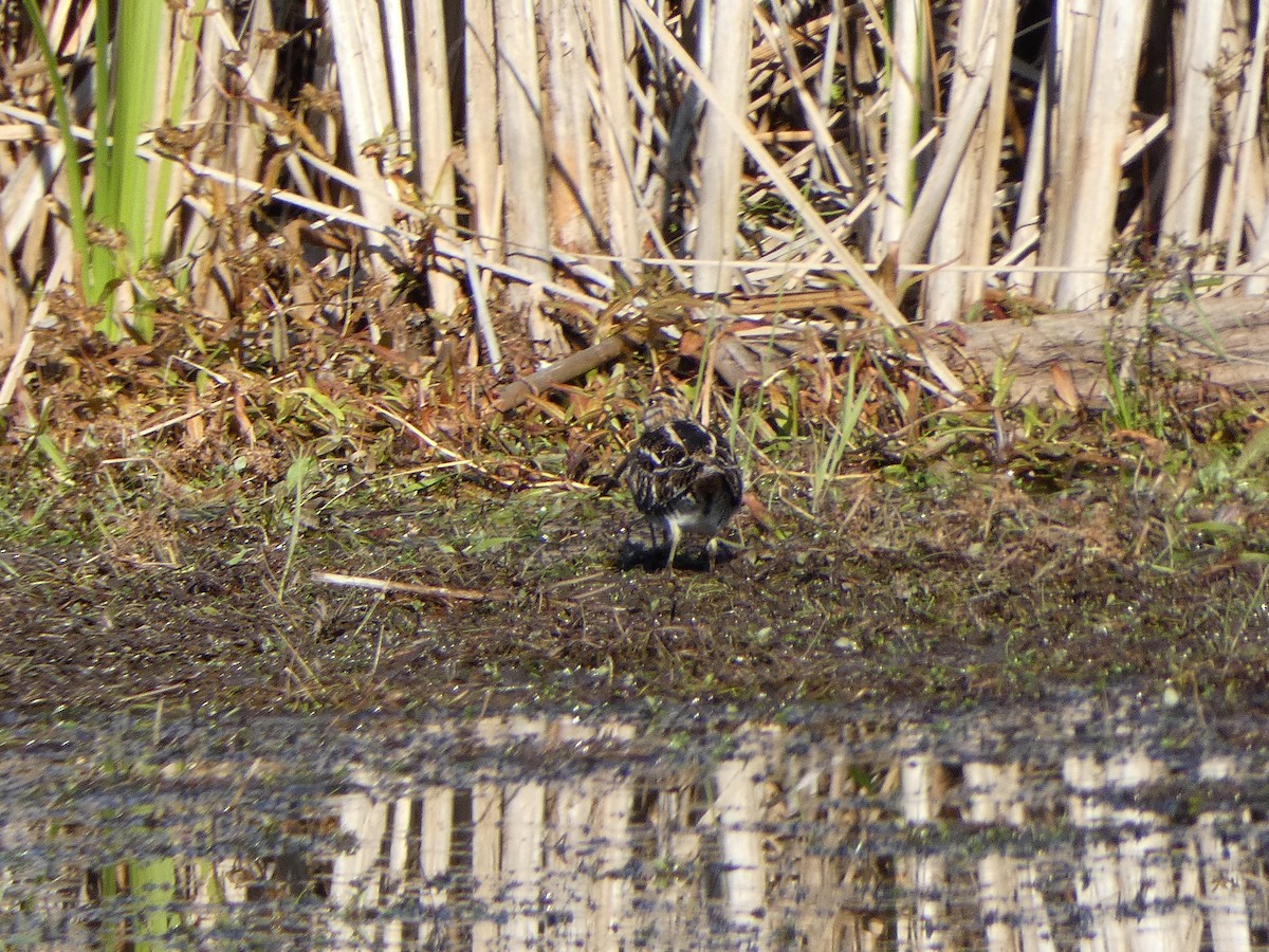 Wilson's Snipe - ML644554853