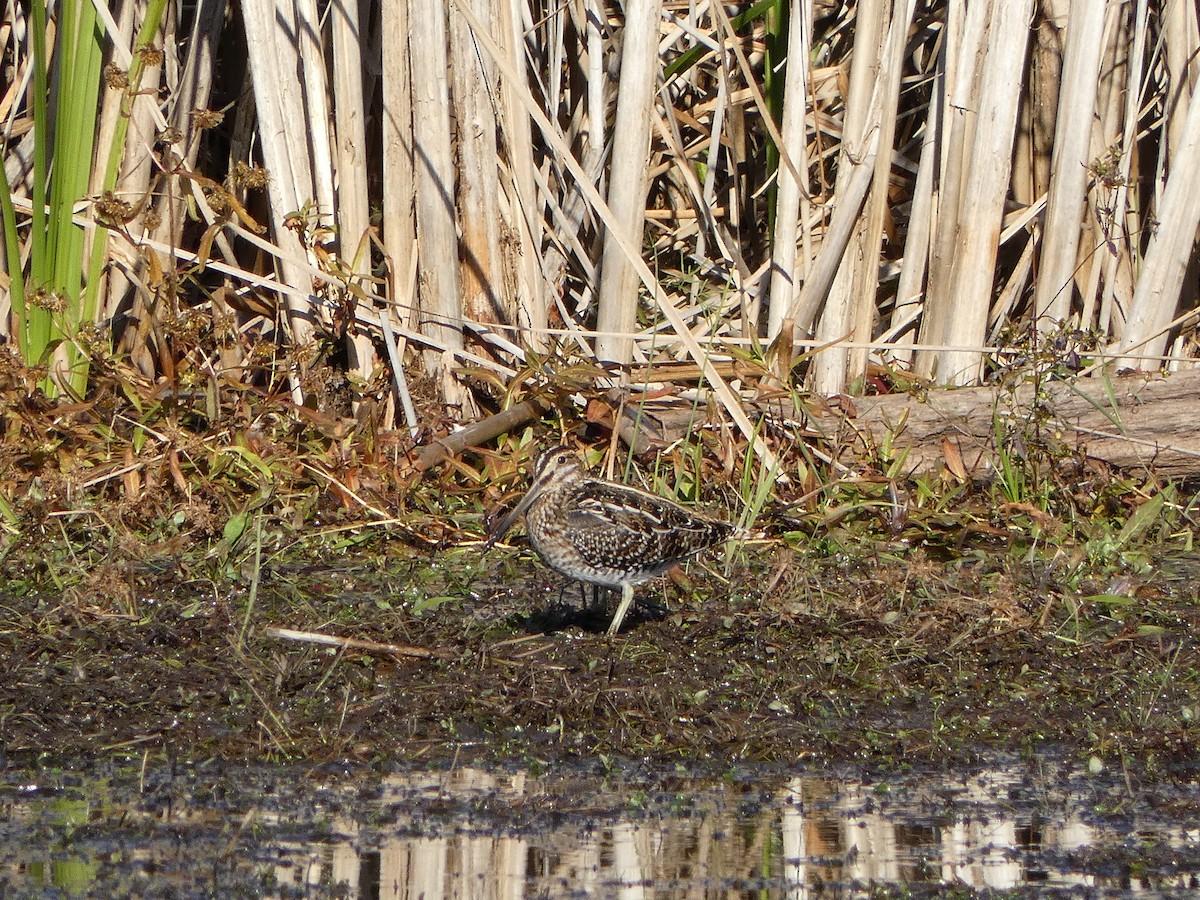 Wilson's Snipe - ML644554854